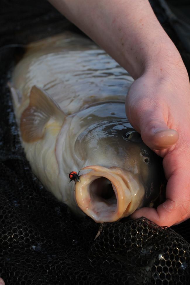 19 tipů pro lov kaprů – vyzkoušejte tyto tipy, abyste ulovili více ryb