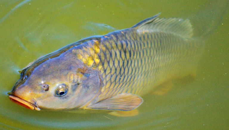 Lov kaprů na kombinované montáže: Jak kombinovat pelety a boilies