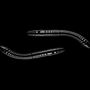 Libra Lures Fatty D’Worm Black - D’Worm Tournament 5