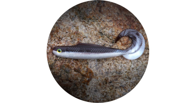 RedBass Gumová Nástraha Twister Kixter Brown/Silver recenze, kde koupit nejlevněji